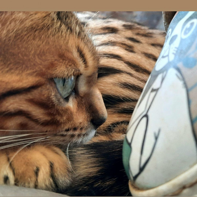 Photo de Bengal