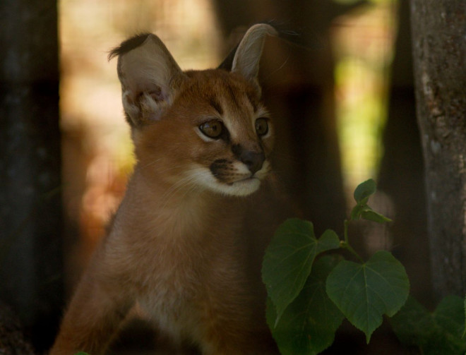 Photo de Caracal