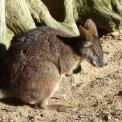 Photo de Wallaby