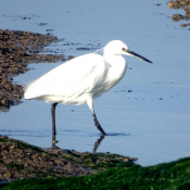 Photo d'Aigrette