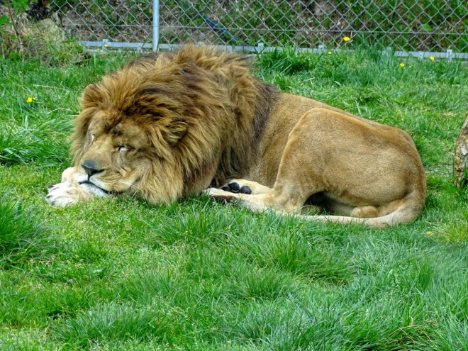 Photo de Lion