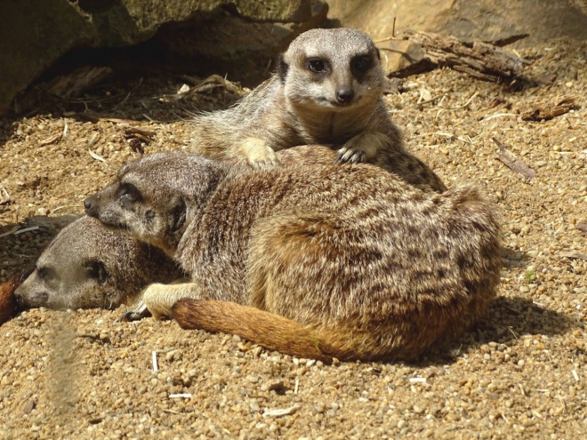 Photo de Suricate