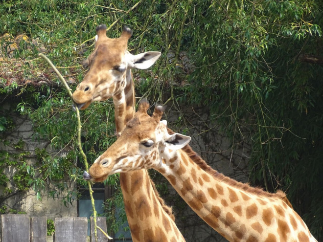 Photo de Girafe