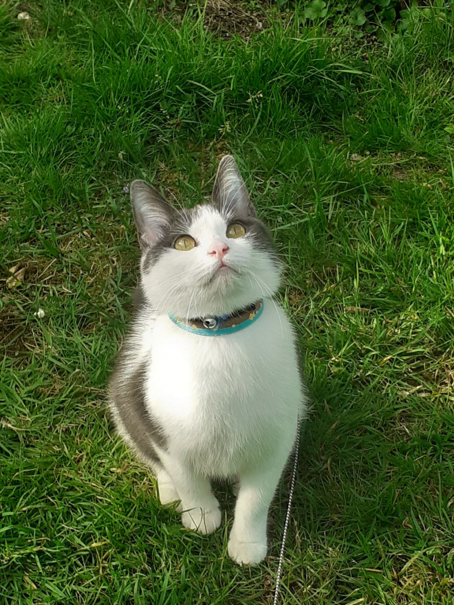 Photo de Chat domestique