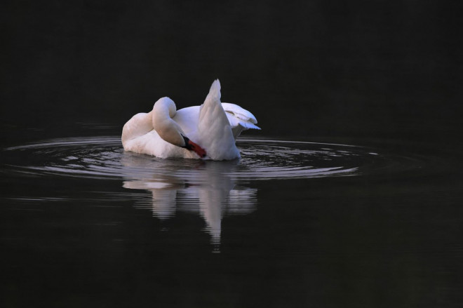 Photo de Cygne