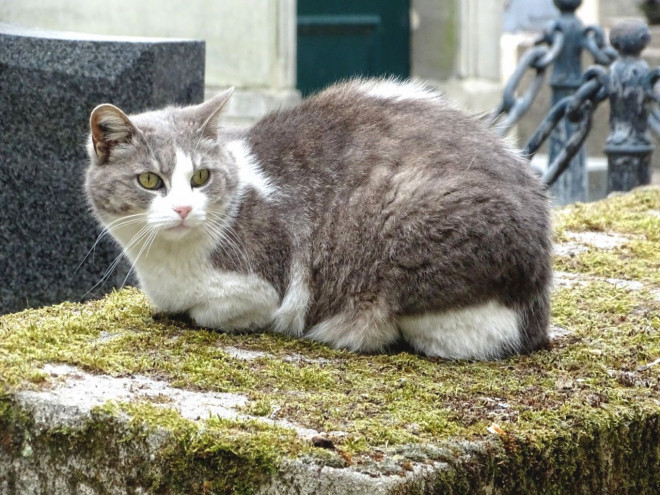 Photo de Chat domestique