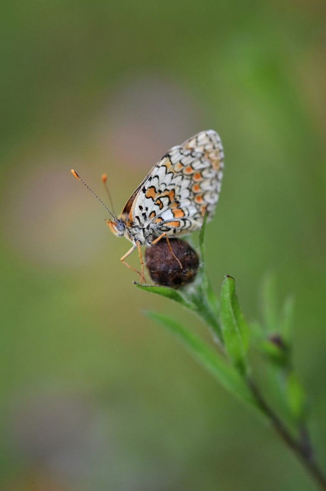 Photo de Papillon