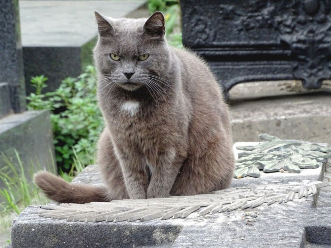 Photo de Chat domestique