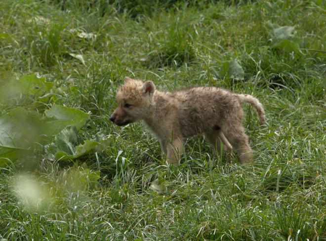 Photo de Loup