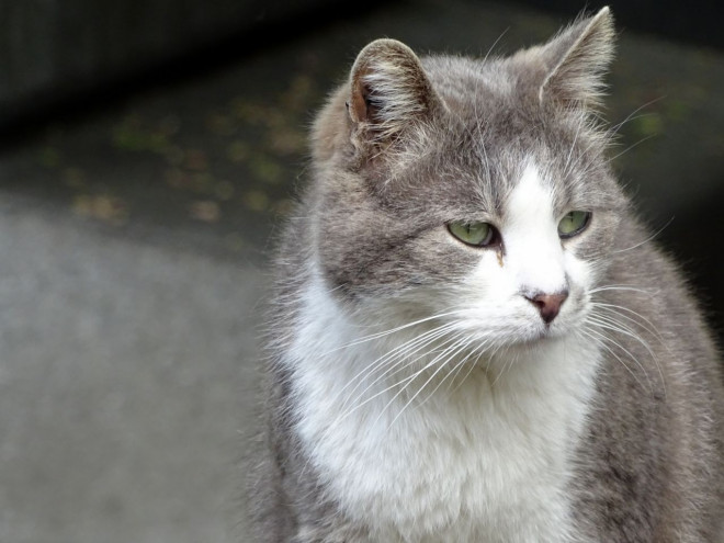 Photo de Chat domestique