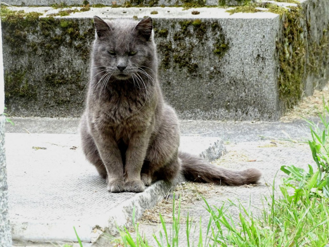 Photo de Chat domestique