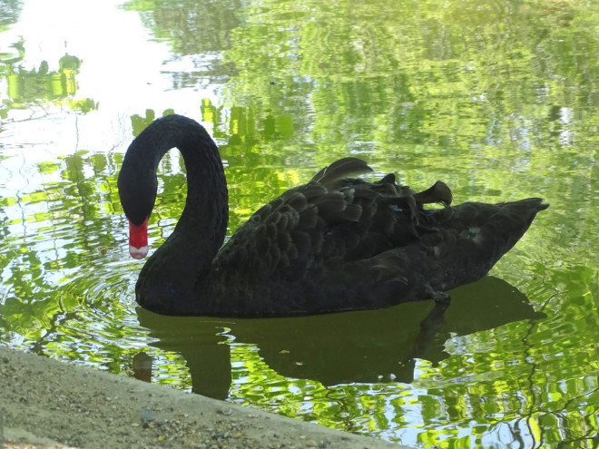 Photo de Cygne