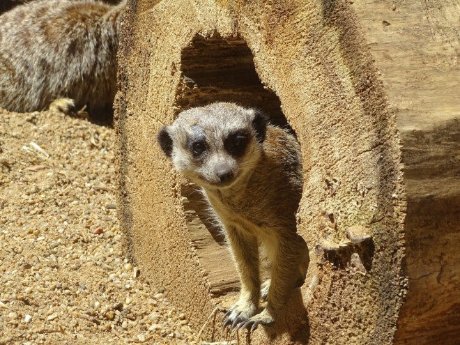 Photo de Suricate