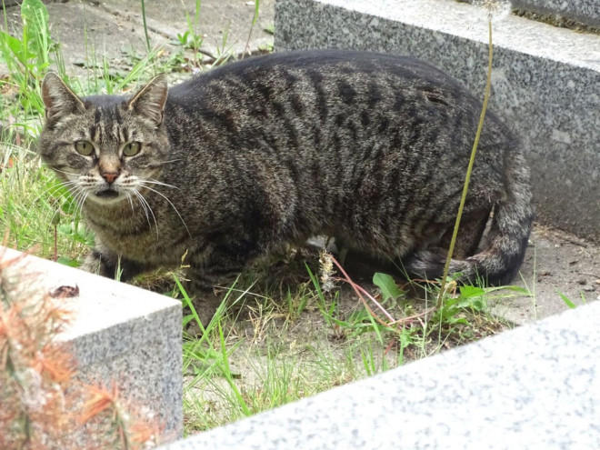 Photo de Chat domestique