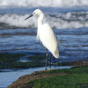 Photo d'Aigrette