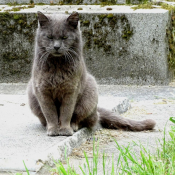 Photo de Chat domestique