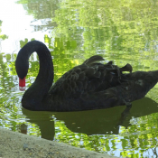 Photo de Cygne