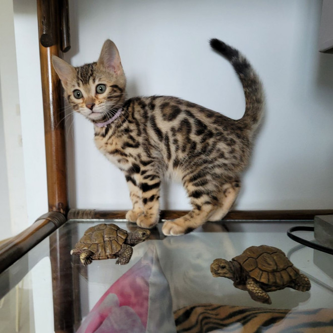 Photo de Bengal