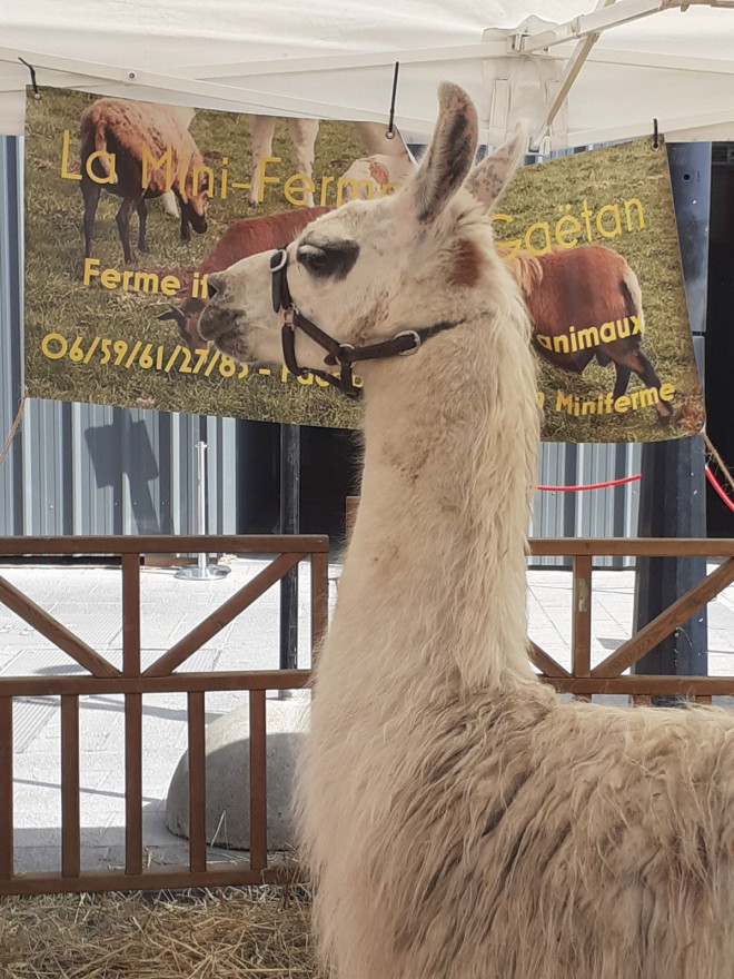 Photo de Lama