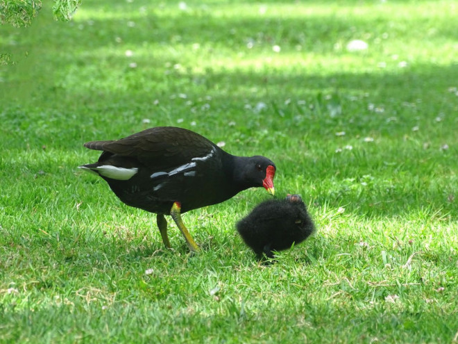 Photo de Poule d'eau