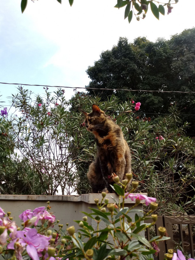 Photo de Chat domestique