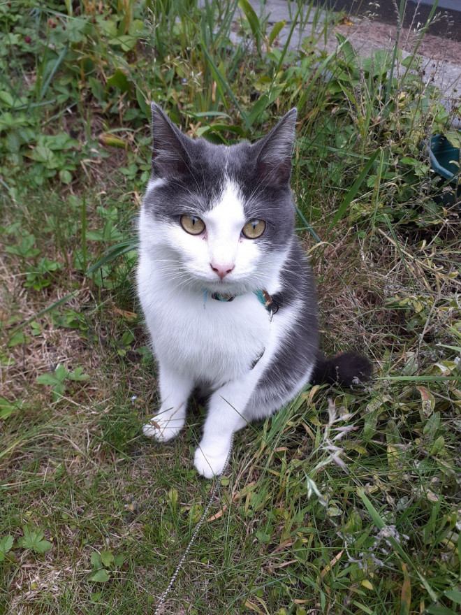 Photo de Chat domestique