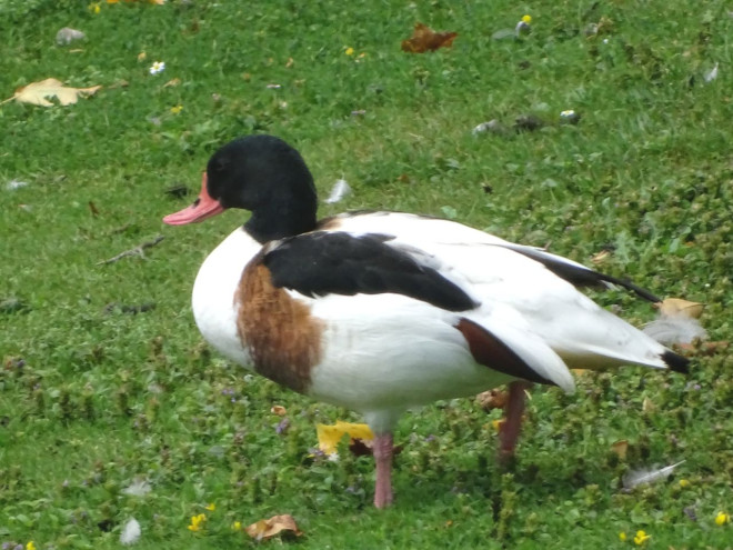 Photo de Canard tadorne de belon