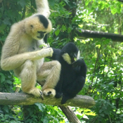 Photo de Singe - gibbon