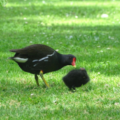 Photo de Poule d'eau