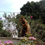 Photo de Chat domestique