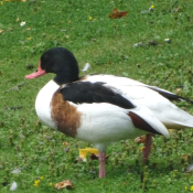 Photo de Canard tadorne de belon