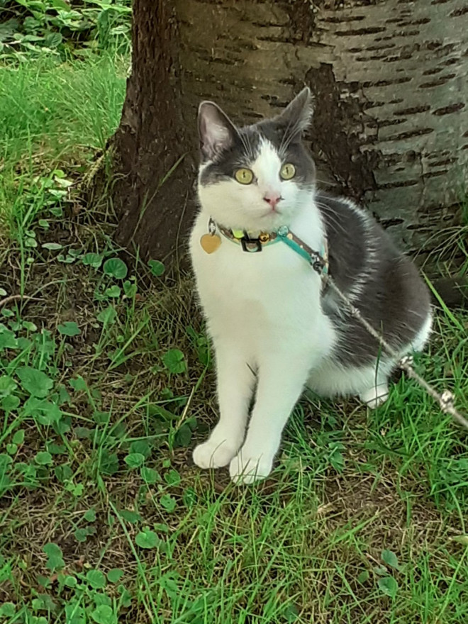 Photo de Chat domestique