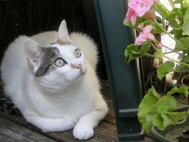 Photo de Chat domestique