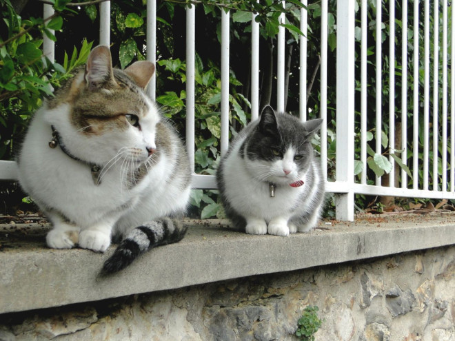 Photo de Chat domestique