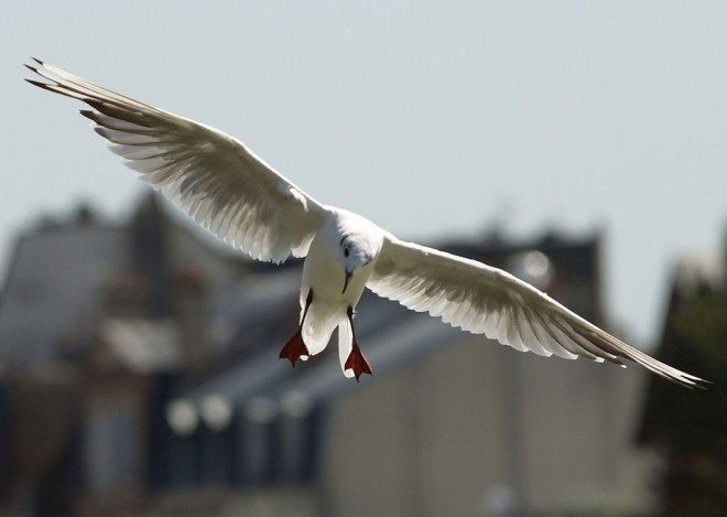 Photo de Mouette