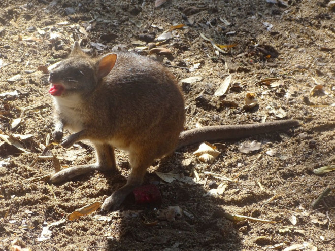 Photo de Wallaby