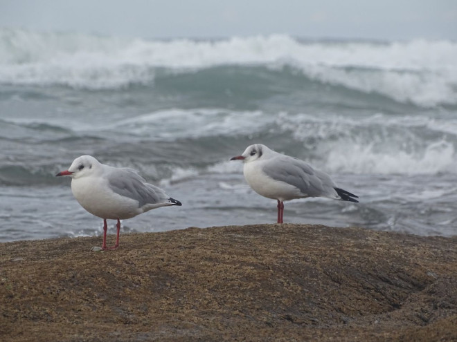 Photo de Mouette