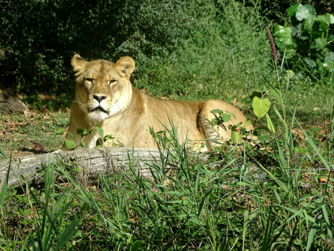 Photo de Lion