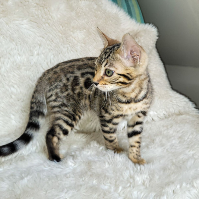 Photo de Bengal