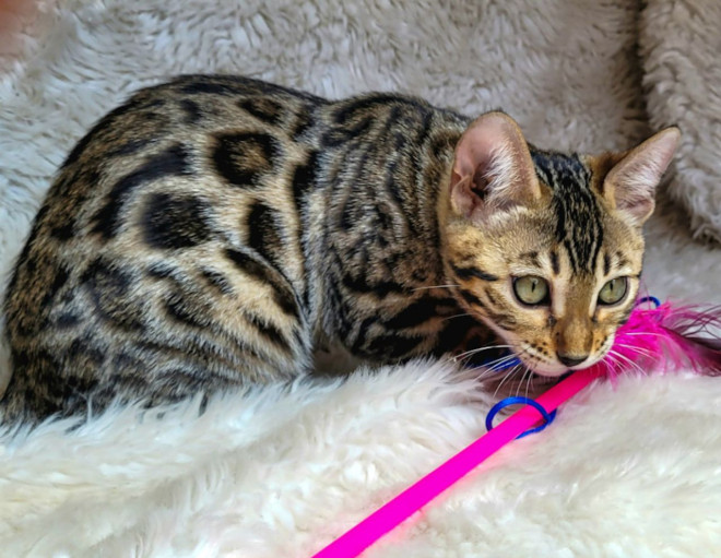 Photo de Bengal