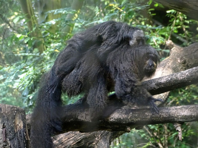 Photo de Singe - saki