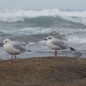 Photo de Mouette