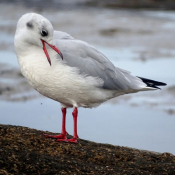 Photo de Mouette