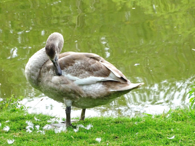 Photo de Cygne