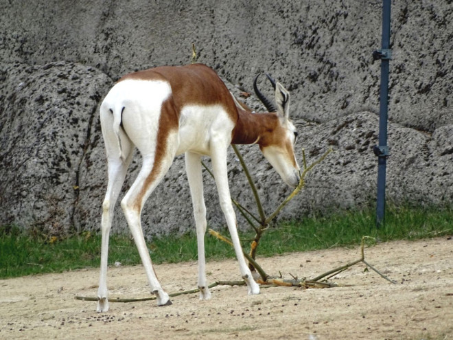 Photo de Gazelle