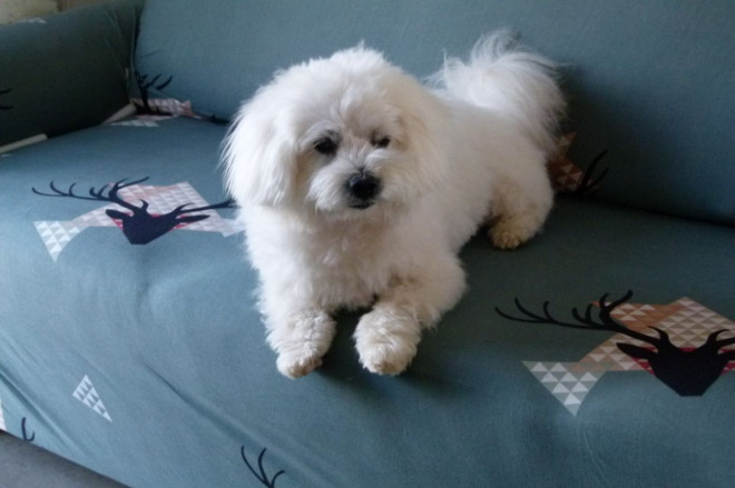 Photo de Coton de tulear