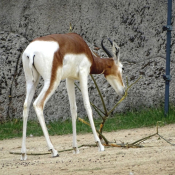 Photo de Gazelle