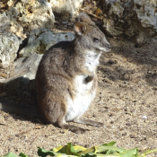 Photo de Wallaby