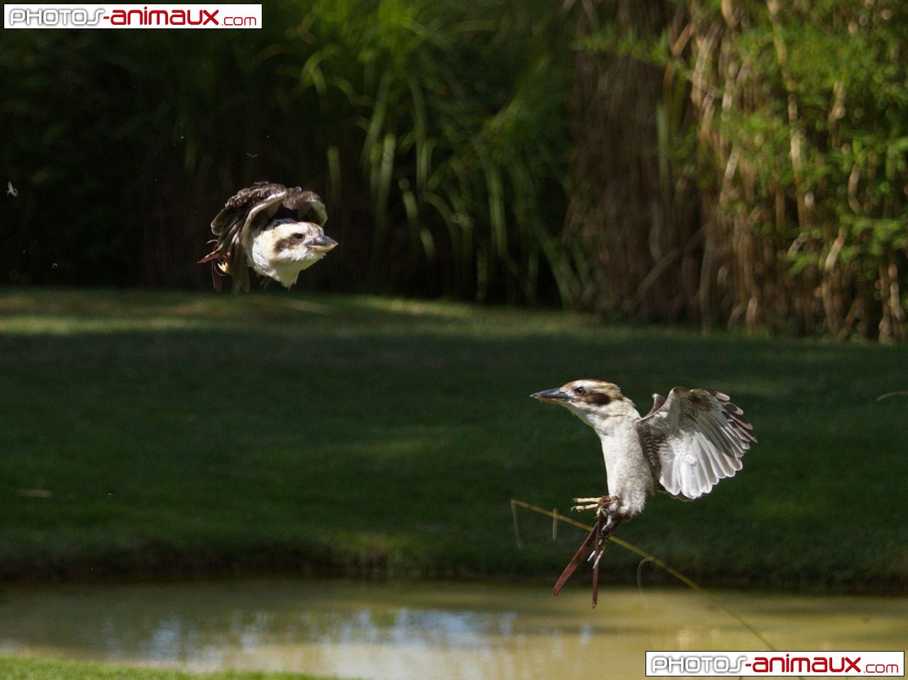 Fonds d écran avec des photos d oiseaux