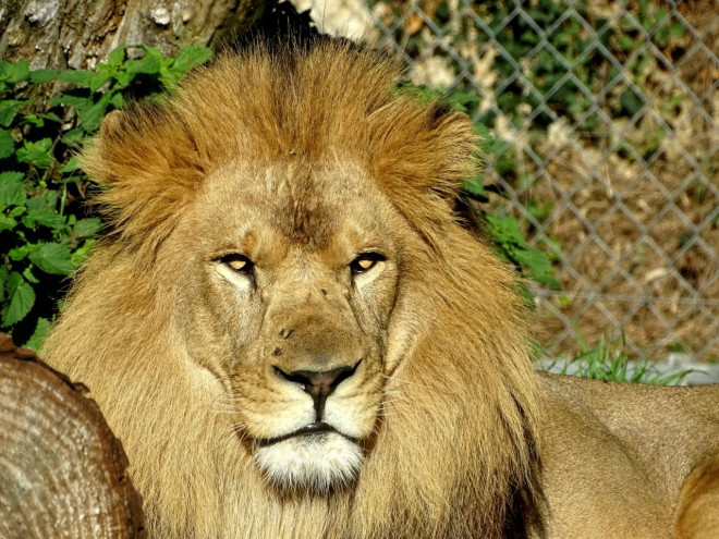 Photo de Lion